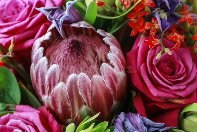 Protea rose